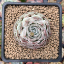 Echeveria 'Helena' Hybrid 1" Succulent Plant