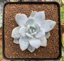 Echeveria 'Laui' x 'Blue Bird' Hybrid 2" Succulent Plant