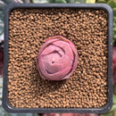 Greenovia 'El Hiero' 1" Succulent Plant