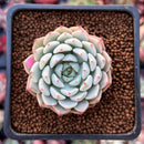 Echeveria 'White Zaragoza' 2" Powdery Succulent Plant