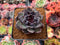 Echeveria Agavoides 'Black Bear' 3" Succulent Plant