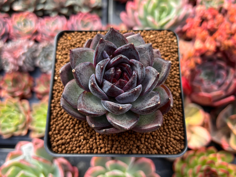 succulent black market Echeveria Agavoides 'Black Bear' 3" Succulent Plant – True Succulents Plant Co