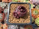 Echeveria 'Black Tan' 1" New Hybrid Succulent Plant