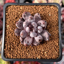 Echeveria 'Unguiculata' 1" Succulent Plant