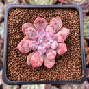 Echeveria 'Devolution' 1" New Hybrid Succulent Plant