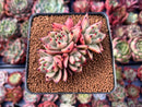 Echeveria Agavoides 'Mara' Selected Clone 3" Cluster Succulent Plant