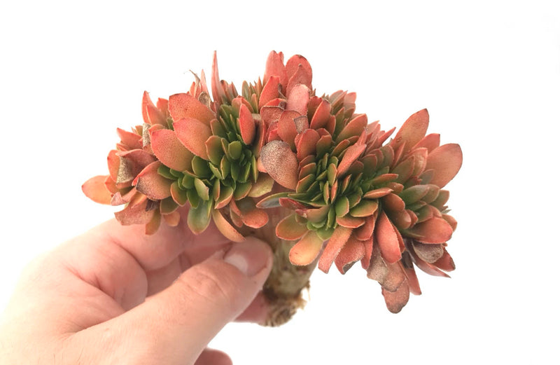 Echeveria 'Gandallis' Crested 5" Rare Succulent Plant
