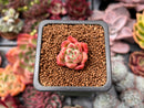 Echeveria 'Ice Bar' 1/2" Small Seedling Succulent Plant