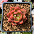 Echeveria Agavoides 'Red Wine' 1" Succulent Plant