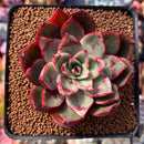 Echeveria Agavoides 'Rojo' 2" Succulent Plant