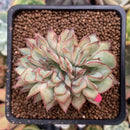 Echeveria 'Esther' Crested 2"-3" Succulent Plant