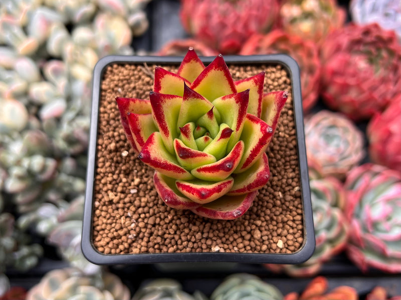 lip plant succulent Echeveria Agavoides 'Lipstick' 1" Succulent Plant – True Succulents Plant Co