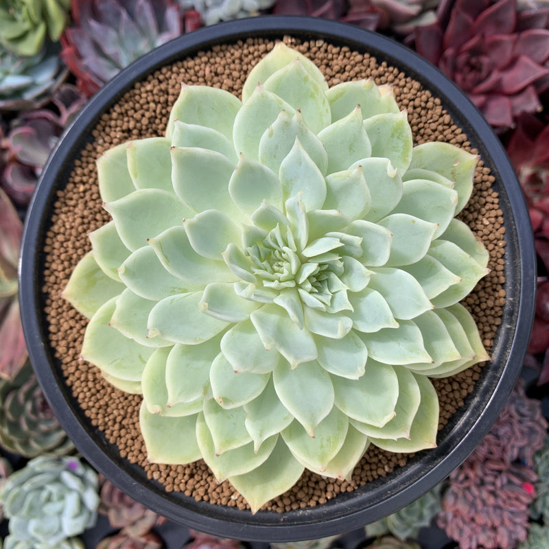 belle blue succulent Echeveria 'Pansy' Bifurcated 5" Succulent Plant