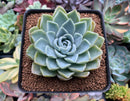 Echeveria sp. 3" Succulent Plant