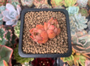 Echeveria Agavoides 'Hanasohulen' 1" Cluster Succulent Plant