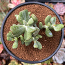 Cotyleydon Orbiculata Var. 'Hoppi' Variegated 3" Succulent Plant