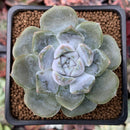 Echeveria 'Snow Bunny' 2" Succulent Plant