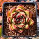 Echeveria Agavoides 'Phoenix' 2" Succulent Plant