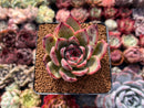 Echeveria 'Ratam' 2" Succulent Plant