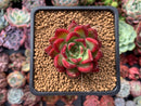 Echeveria Agavoides 'Super Bee' 1"-2" Succulent Plant
