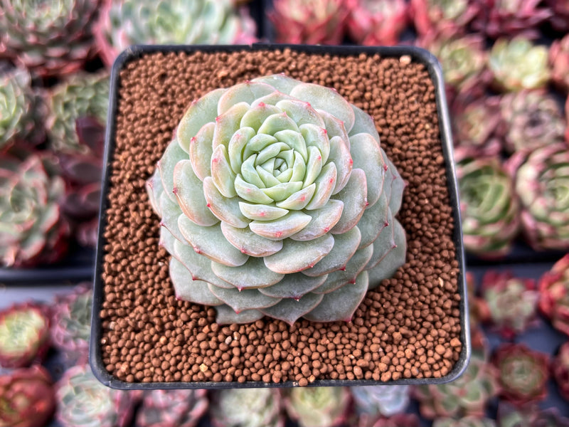 succulent wild love Echeveria 'Pure Love' 2"-3" Succulent Plant – True Succulents Plant Co