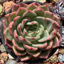 Echeveria Agavoides 'Shallot' 5"-6" Large Succulent Plant