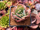 Echeveria 'Luella'Variegated 2" Succulent Plant