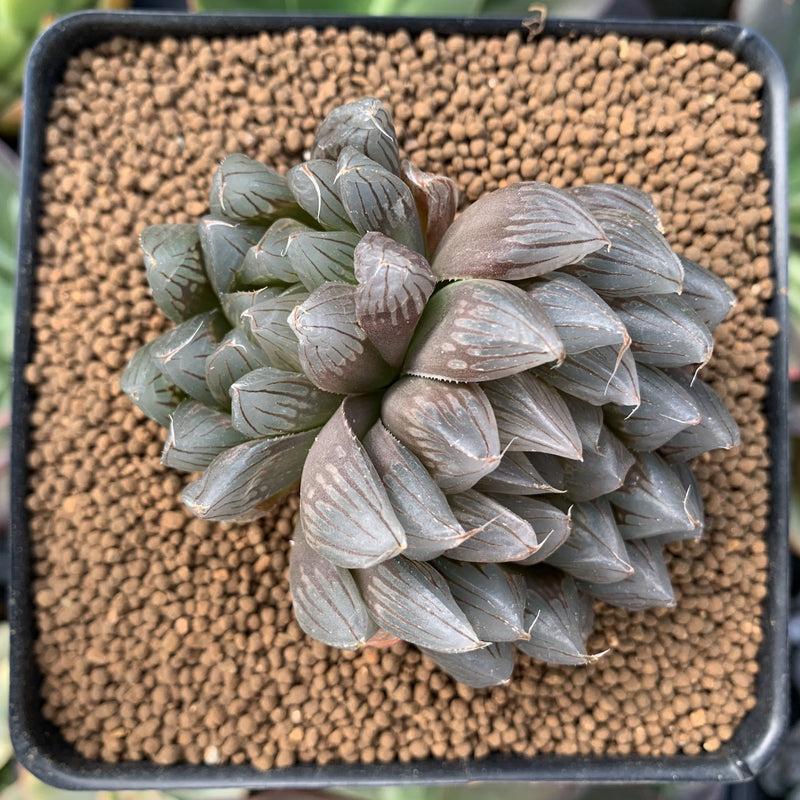 obtusa succulent Haworthia Cymbiformis 'Black Obtusa' 2"-3" Succulent Plant – True Succulents  Plant Co