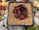 Echeveria Agavoides 'Blood Maria' 2" Succulent Plant