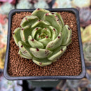 Echeveria Agavoides 'Helio' 2" Succulent Plant