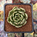 Echeveria Agavoides 'Helio' 2" Succulent Plant