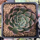 Echeveria 'Mulley' 2" Succulent Plant