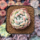 Echeveria 'Phantom of Pink' 2" Succulent Plant