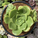 Aeonium 'Lily Pad' 3"-4" Cluster Succulent Plant