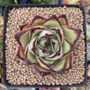 Echeveria Agavoides 'Wonjong Ebony' 3"-4" Succulent Plant