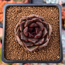 Echeveria 'La Rose' 1" Succulent Plant