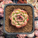 Echeveria Agavoides 'Mont Blanc' 1" Succulent Plant