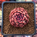 Echeveria Agavoides 'Hyamond' 2" Succulent Plant