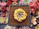Echeveria 'Shrin' 1" Succulent Plant