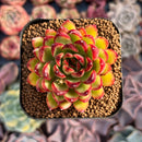 Echeveria Agavoides sp. 1" Succulent Plant