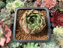 Echeveria Agavoides 'Sarabony' 1" Succulent Plant