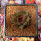 Echeveria 'Coco Jelly' 1" Succulent Plant