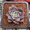 Echeveria 'Water Drop' 1" New Hybrid Succulent Plant