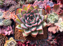 Echeveria 'Snow Queen' 4" Succulent Plant