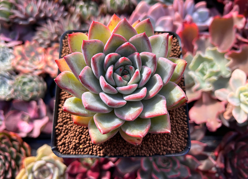 snowbird succulent Echeveria 'Snow Queen' 4" Succulent Plant – True Succulents Plant Co