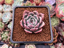 Echeveria 'Epley' 2" New Hybrid Succulent Plant