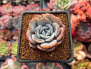 Echeveria 'Icy Purple' 2" Succulent Plant