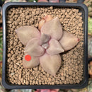 Echeveria 'Xichuensis' 2" Succulent Plant