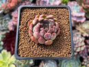 Echeveria Agavoides 'Magic Plot' 1" Succulent Plant