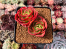 Echeveria 'Rosa Loa' 2" Cluster Succulent Plant